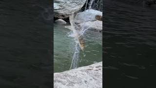 Amazing Gill Net Fishing in Forest River viralvideo shortvideo gill fishing [upl. by Icak698]