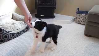 Very Smart Border Collie Puppy Tricks [upl. by Mcgregor]