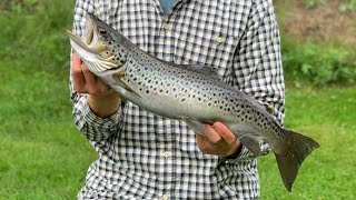 Ørretfiske i elv Flotte fangster med tips å triks til hvordan man lurer ørreten🎣📸🐟 [upl. by Naujat]