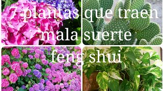 7 Plantas que atraen la mala suerte según el feng Shui recomendaciones para tenerlas [upl. by Allemac]