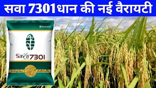 सवा 7301 धान की नई वैरायटी 2023Sava 7301 dhan ki jankariSava smart rice 7301 sava7301 [upl. by Merras]