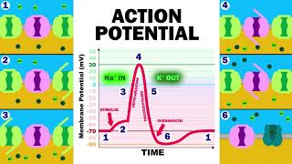 THE ACTION POTENTIAL [upl. by Merola]