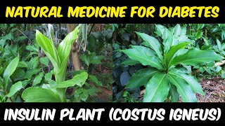 Insulin Plant Costus igneus  Best Natural Medicine For Diabetes [upl. by Akalam]