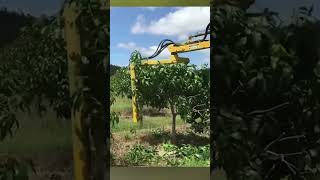 Mango tree pruning farming technology [upl. by Aerdnad]