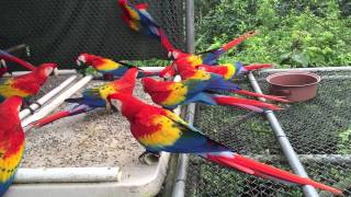 Guacamayas libres [upl. by Matthus]