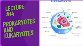 Prokaryotes  Eukaryotes  eukaryotic and prokayotic cell [upl. by Rengaw]