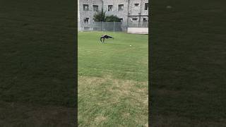 Love this glove work🏏❤️ cricket ytshorts fyp reels cricketlife cricketlover shortsvideo [upl. by Lehcir326]