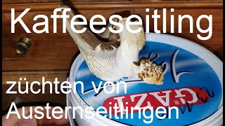 Austernseitlinge auf Kaffeesatz selber züchten [upl. by Burhans]