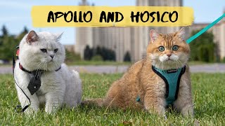 Apollo and his friend Hosico finally met [upl. by Colman]