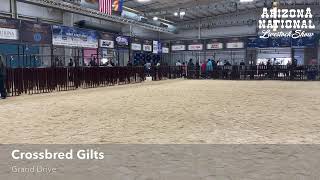 Junior Crossbred Gilt Show [upl. by Dorise]