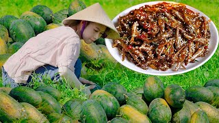 Harvesting Watermelon to Sell at Market Dried Fish with Garlic Fish Sauce  Giang Cooking [upl. by Jarrad]