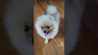 We just met this Pomeranian beauty NovasRoyalPets puppy dogbreed [upl. by Ellenoj333]