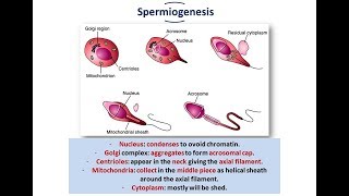 Introduction to Embryology  Gametogenesis Spermatogenesis and Oogenesis [upl. by Adnamahs]