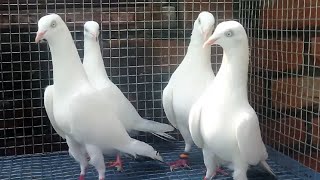 Saharanpuri Kaldume Kabootar  And White Tare Pigeons  Arshad idrisi pigeon lover [upl. by Ahtenak348]