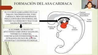 EMBRIOLOGÍA SISTEMA CARDIOVASCULAR [upl. by Yahsed]