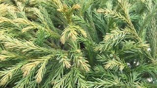 Cryptomeria Japonica ‘Globosa [upl. by Garlan]