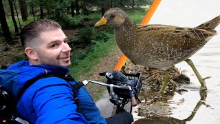 Trying to film a Spotted Crake at the Fochteloërveen [upl. by Ramsdell904]