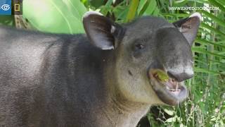 Rare Bairds Tapir Sighting  Costa Rica amp Panama  Lindblad ExpeditionsNational Geographic [upl. by Lydell]