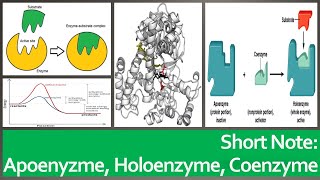 Apoenzyme Cofactors Coenzymes and Holoenzymes quotShort Note  2minsquot [upl. by Gregson]