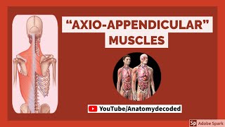 Axioappendicular muscles  Anatomy Decoded  Anatomy Lectures [upl. by Antonie]