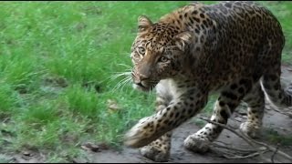 Chinesischer Leopard Julius Erlebniszoo Hannover [upl. by Donica6]