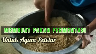 Cara membuat pakan fermentasi untuk ayam petelur anda [upl. by Quinlan]