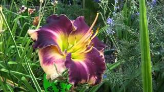 daylily 2012 part 5  hemerocallis by hemeroca7 [upl. by Ramsay]