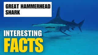 Exploring the Mysterious Great Hammerhead Shark  Interesting Facts  The Beast World [upl. by Yrtneg36]