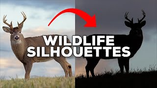 Capture Wildlife Silhouettes with These Pro Tips [upl. by Egiedan]