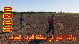 الموسم الفلاحي طريقة زراعة القمح في منطقة الغرب بالمغرب 2023 How to grow weat in Morocco [upl. by Hnoj]