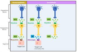 Neurotransmitter and Receptors [upl. by Jason546]