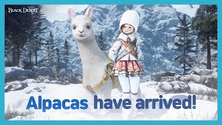 Alpacas Have Arrived  Black Desert [upl. by Athallia]