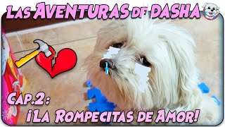 Las Aventuras de Dasha La Rompe Citas de AMOR 🐶💔🐶 Cap 2 Anima Dogs [upl. by Isidora]