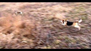 Skyviews Beagles Rabbit Hunting Northern WV Beagle Club FUn Run [upl. by Haraz]