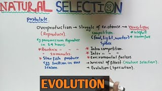 Natural selection theory  Darwin Theory  NMDCAT 2021 [upl. by Ahtiuqal188]