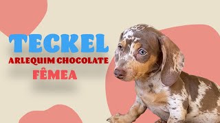 Teckel Arlequim Chocolate Fêmea Basset Salsicha  Recanto Dachshund [upl. by Enilehcim356]