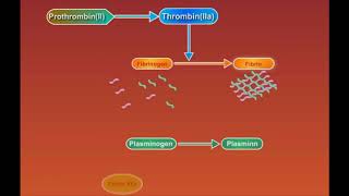 Fibrin Degradation animation video [upl. by Atsillak]