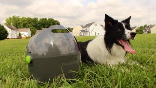 How to Train Your Dog to Play with the Automatic Ball Launcher [upl. by Aihsyla]