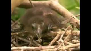 Hoatzin claws [upl. by Ermin111]