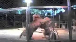 Huge Siberian tigers fighting in circus [upl. by Routh]