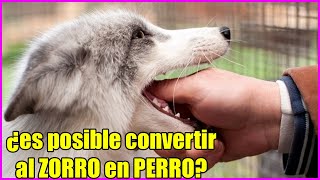 Experimento sobre cómo el zorro 🦊y el lobo🐺 se volvieron perro🐶 [upl. by Ennaxor]