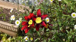 Timelapse Sparaxis tricolor flowers [upl. by Eeltrebor]