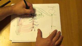 Understanding the autonomic nervous system  part 3 [upl. by Odom]