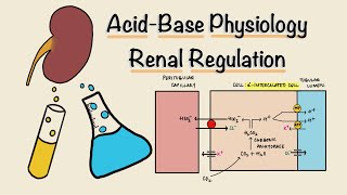 Acid Base Physiology  Part Three  Renal Regulation  Acidification of Urine  Renal Physiology [upl. by Eeral]