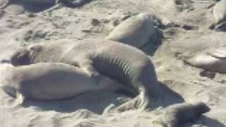 Elephant Seals Mating [upl. by Tanny]