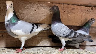 My Pigeons Tipplers 2023 [upl. by Ahsital]