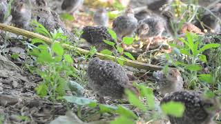 Bobwhite Quail  Sounds and Calls of Chicks and Juveniles [upl. by Luna924]