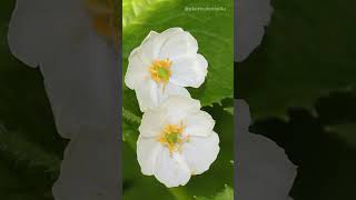 The Skeleton Flower  Diphylleia grayi [upl. by Leavy]