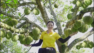 Harvesting durian and passion fruit gardens Going to the market to sell Lucia Daily life [upl. by Nnorahs]