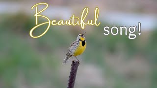 Western Meadowlark Song No Narration Just Meadowlark [upl. by Ellehcrad]